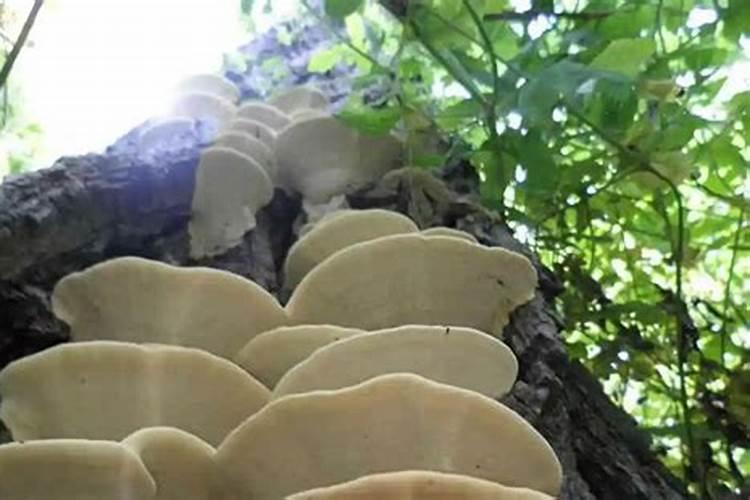 槐耳菌种植技术：掌握关键注意事项，确保丰产高效