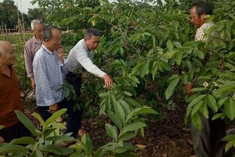 芭乐秋季管理技术：为丰收铺路