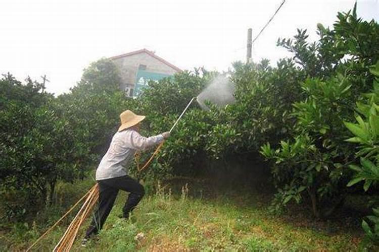 柑橘花蕾期清园喷药要注意什么？