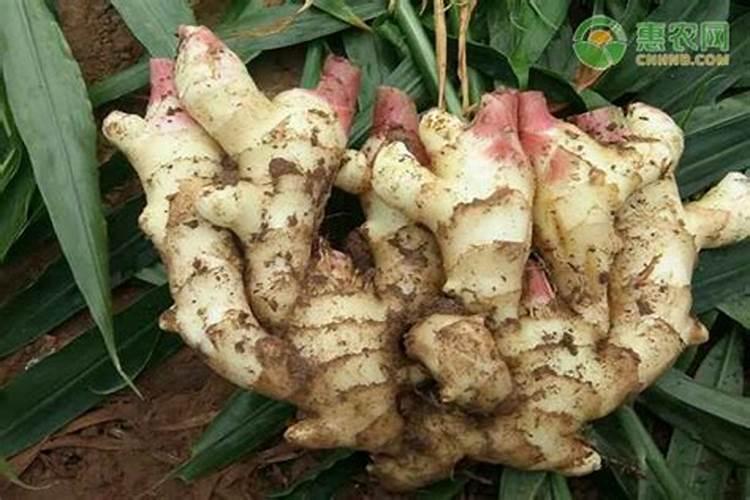 生姜施药：注意事项与实践智慧