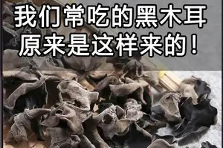 黑木耳出现拳状耳是啥原因？