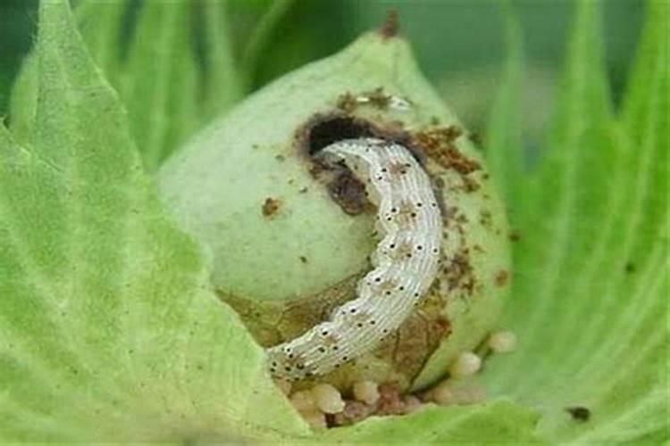 棉田守护者：科学用药策略防治棉铃虫