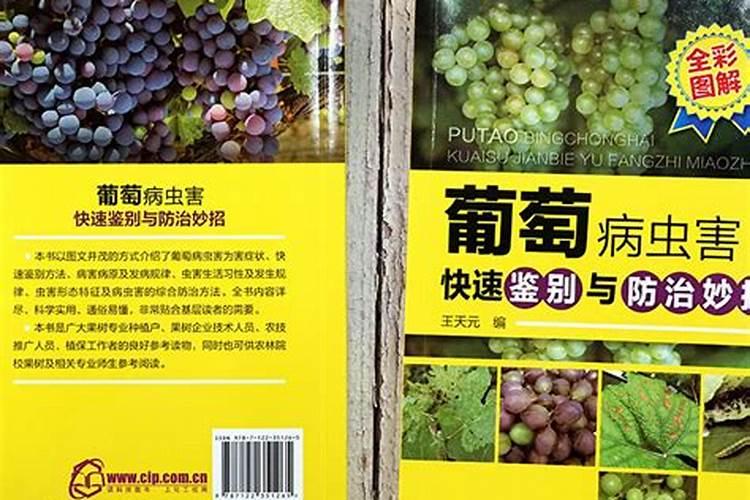 葡萄病虫害的防治，如何科学防治葡萄病虫害？