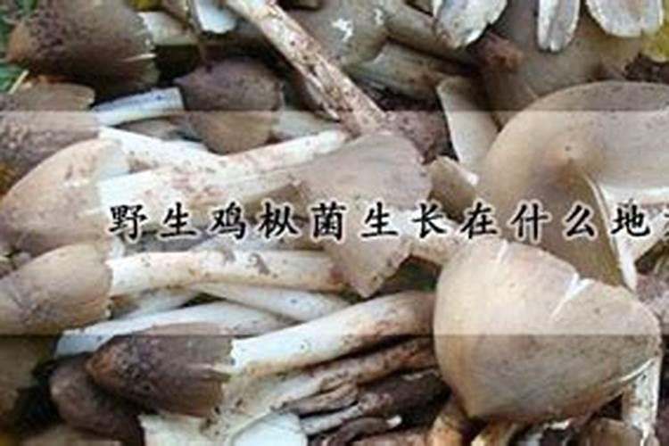 揭秘菌种生产：提升制种成功率的策略与方法？