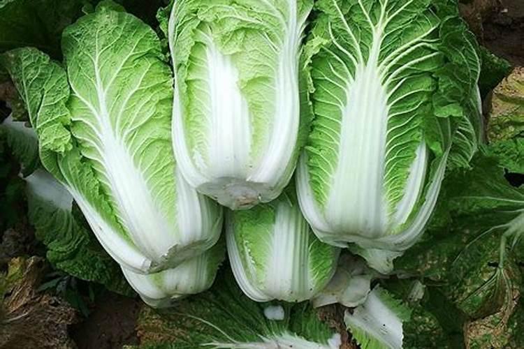 大白菜干烧心的原因及预防措施