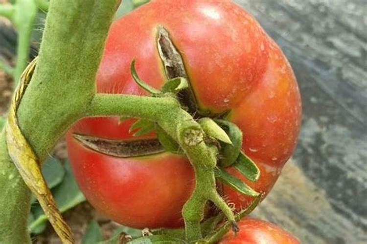 夏秋季大棚番茄裂果原因