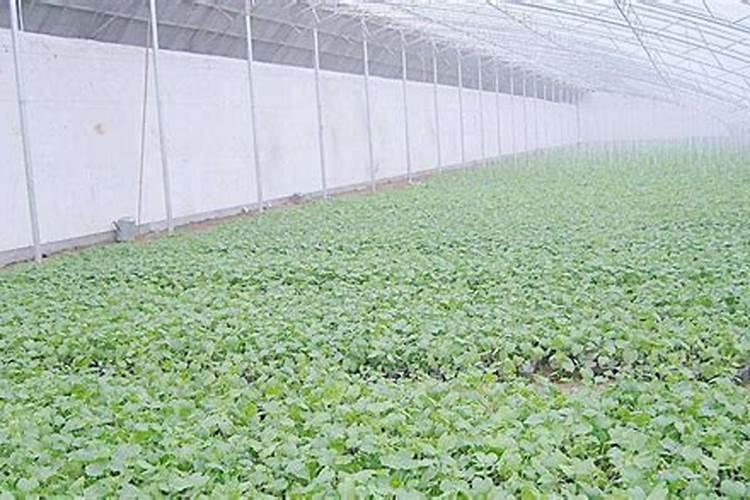 温室大棚蔬菜育苗期病害的防治
