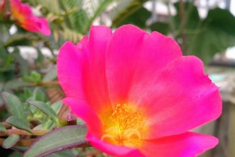 午时花的奥秘：绽放、药用与文化