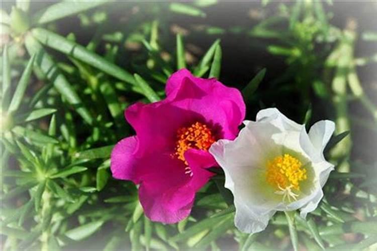 午时花的奥秘：绽放、药用与文化