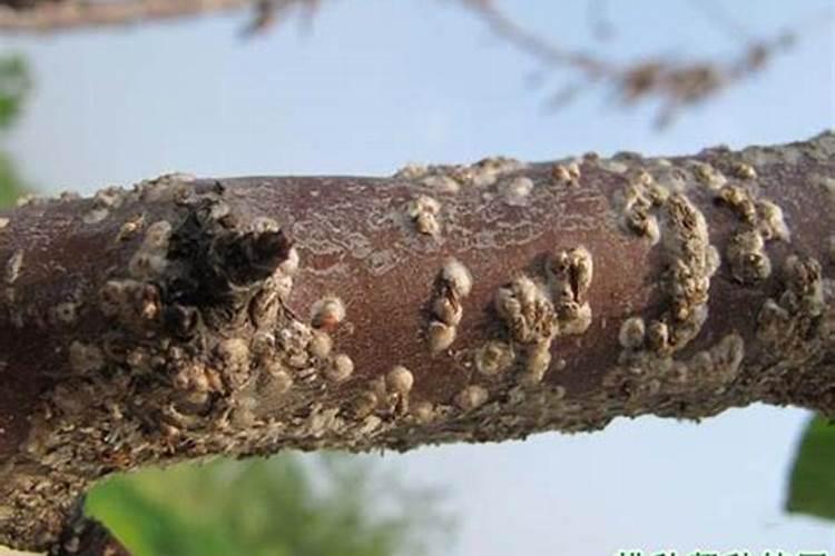 桃树现在点片发生桑白介壳虫，如何防治？