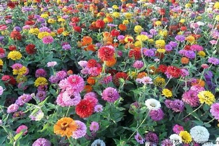 百日草黑斑病防治全攻略——让您的花园重现生机