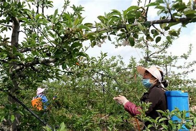 别忽视果树休眠期病虫防治：守护果园的黄金法则