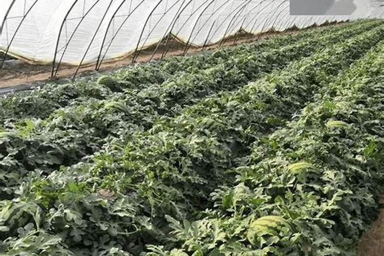 棚室西瓜的营养秘诀：科学施肥指南
