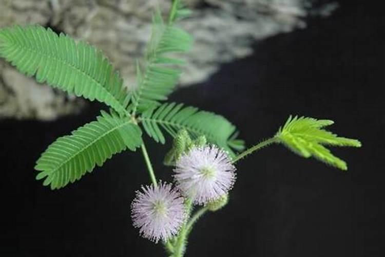 含羞草怎么浇水，浇水方法大全？