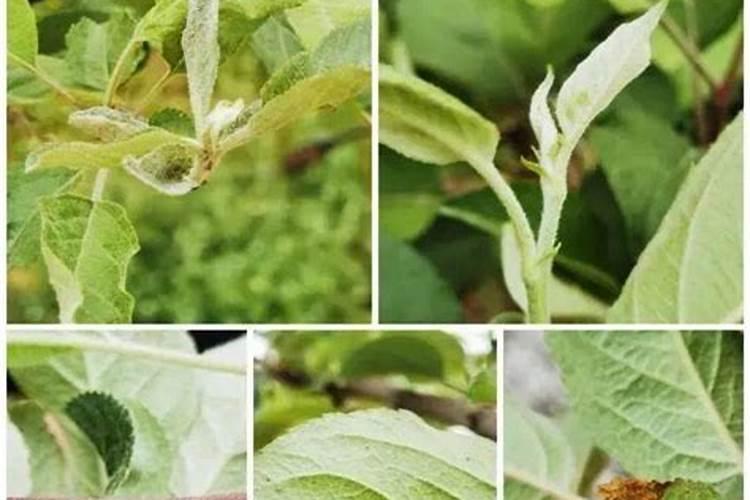 秋季守护：苹果采收后的病虫防治策略
