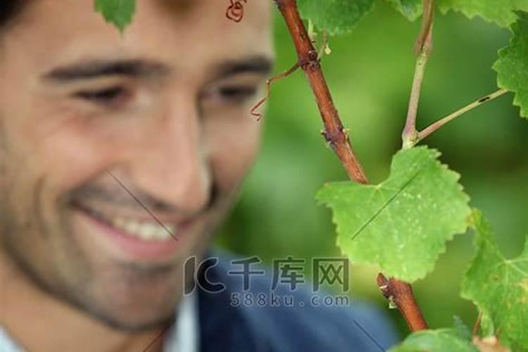 春意盎然，葡萄种植者需警惕“七宗罪