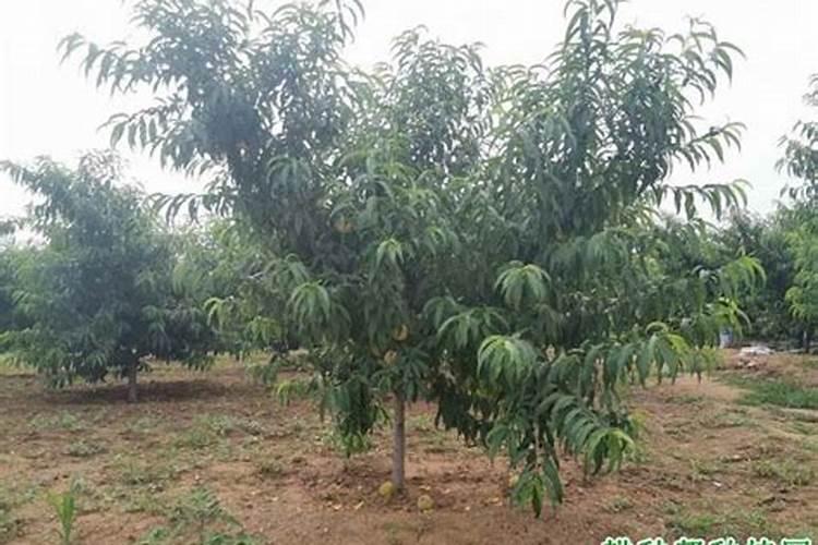 桃树缺铁的原因有哪些？种桃树如何预防缺铁？