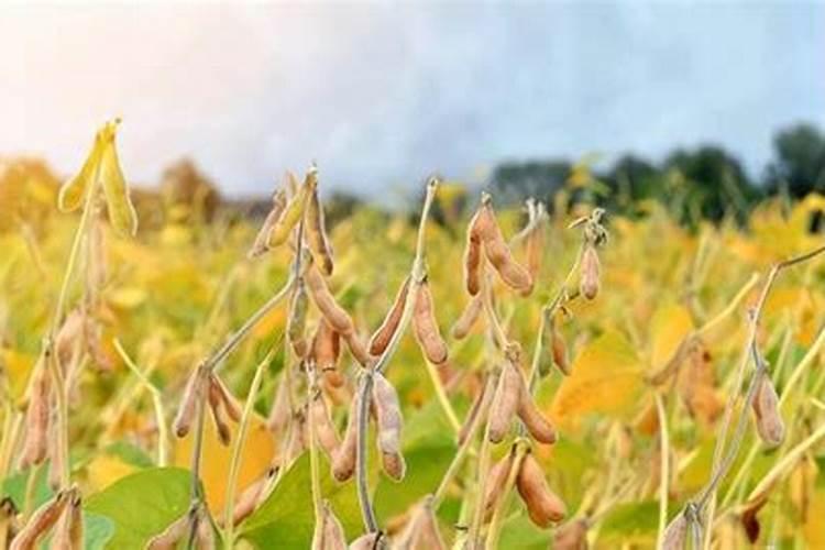 揭秘大豆生长的黄金温度