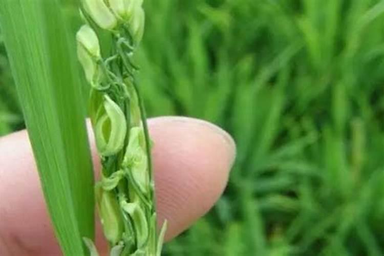 战胜水稻青立病：策略与实践