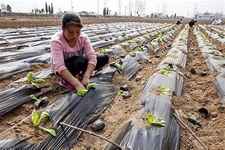 春日绿意：大白菜春季栽培种植技术详解