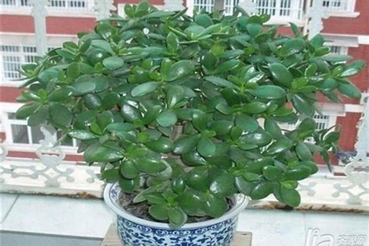 燕子掌的养殖方法，对肥水需求较高的花卉植物？