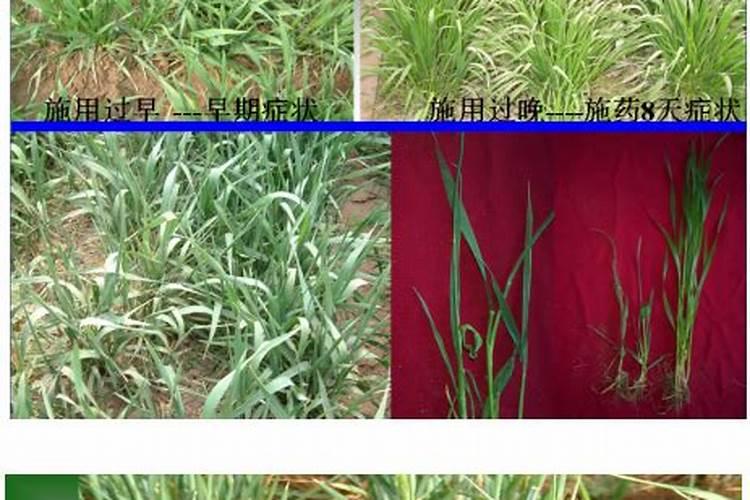 绿意之下的隐忧：除草剂药害之谜与蔬菜田的解决之道