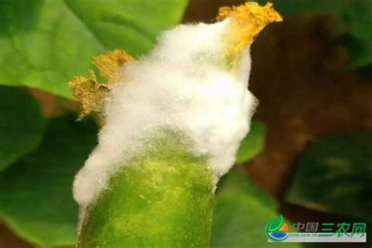 黄瓜长白毛是什么原因？