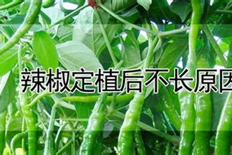 辣椒定植后不长原因？！