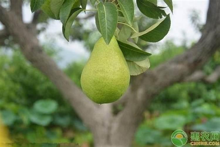 施肥时间及方法？