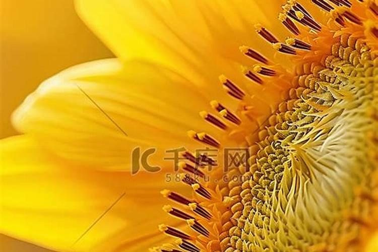 向日葵花盘中心出现花而不实的原因