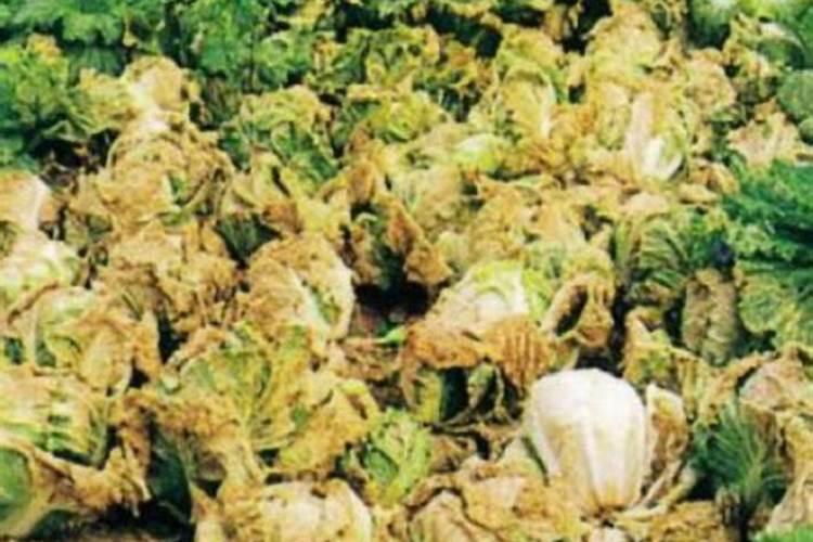 大白菜主要病害控制措施