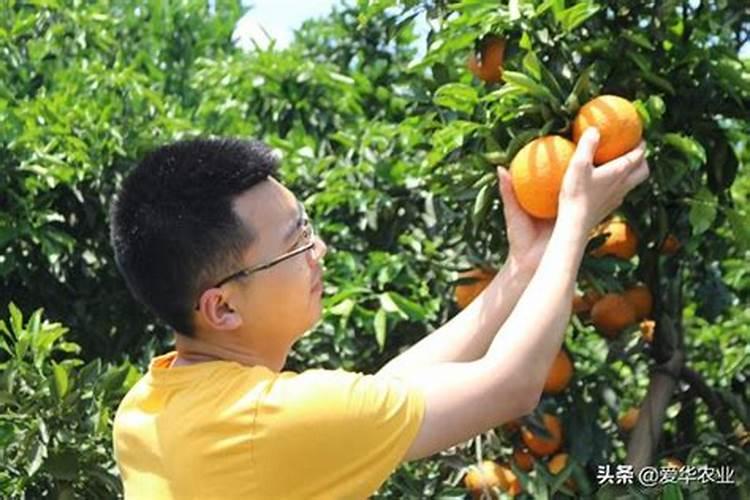 桃树增甜防裂果有妙招！秋季管理很重要