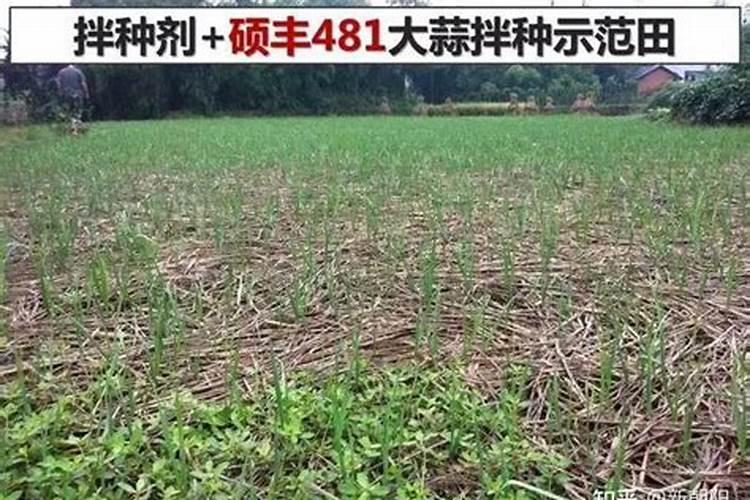 芸苔素拌大蒜的正确方法是什么？