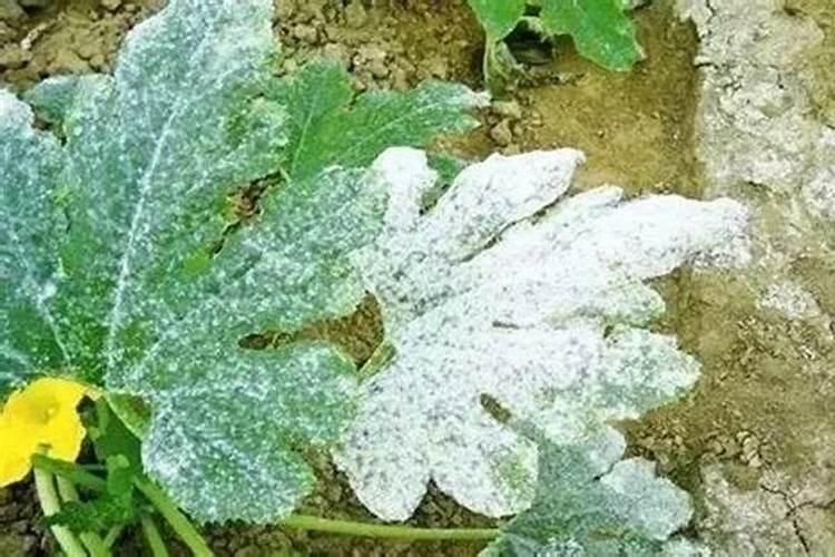 战胜茄子白粉病：农药的选择与应用