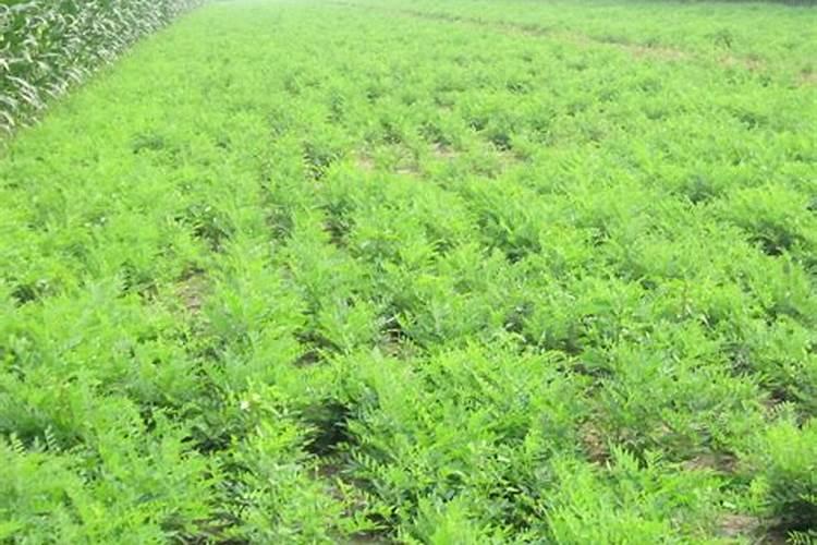 苦参种植的田间管理经验