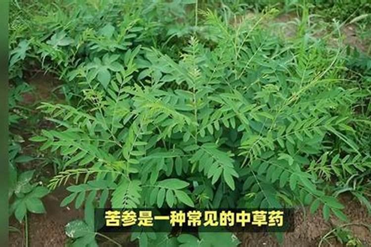苦参种植的田间管理经验