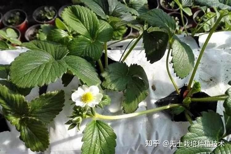 如何促进草莓花芽分化？