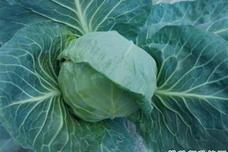 绿意盎然：叶菜科学追肥的秘籍