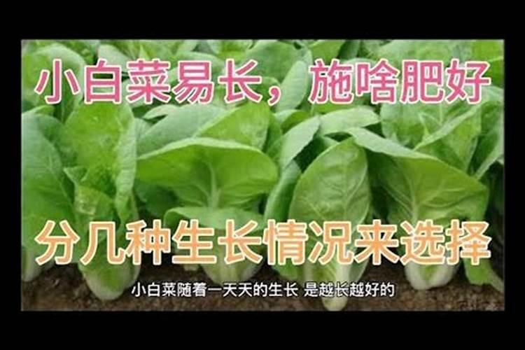 绿意盎然：叶菜科学追肥的秘籍