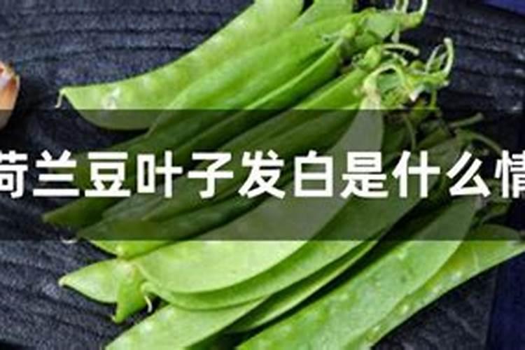 荷兰豆嫩叶出现烧伤情况，怎样解决？