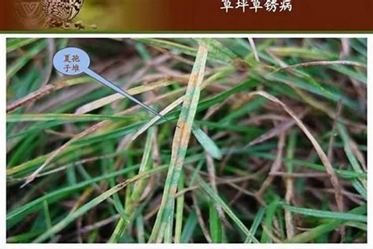 田野守护者：水稻螟虫的综合防治策略