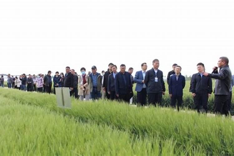 乌麦7号：高产优质的农业新希望
