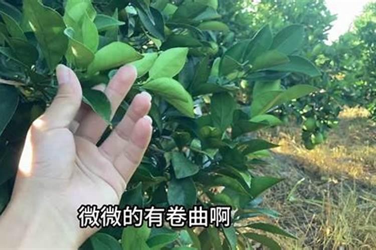柑橘断根促花怎么操作？