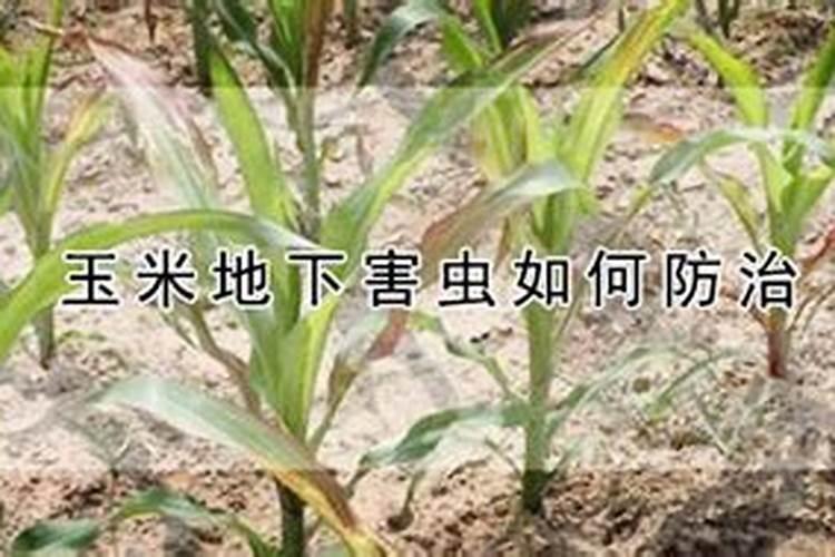 玉米种植应注意防治地下害虫