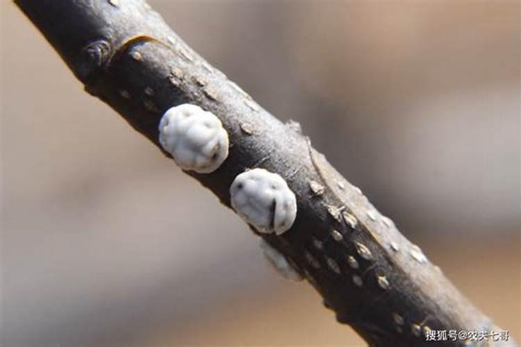 苹果树综合防治害虫的方案？