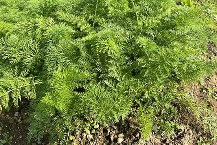 绿色希望：胡萝卜一播全苗关键技术揭秘