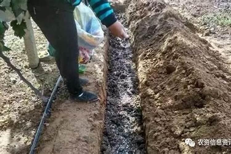 果树秋施基肥如何把握施肥量？