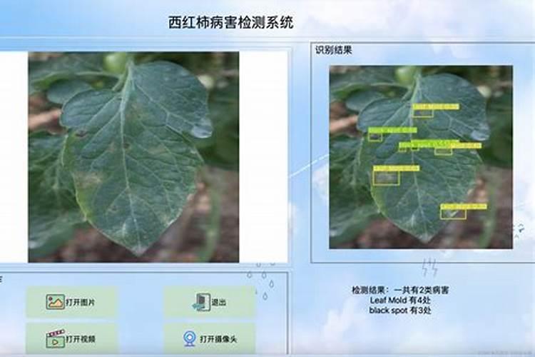 西红柿的守护者：识别与防治常见叶部病害