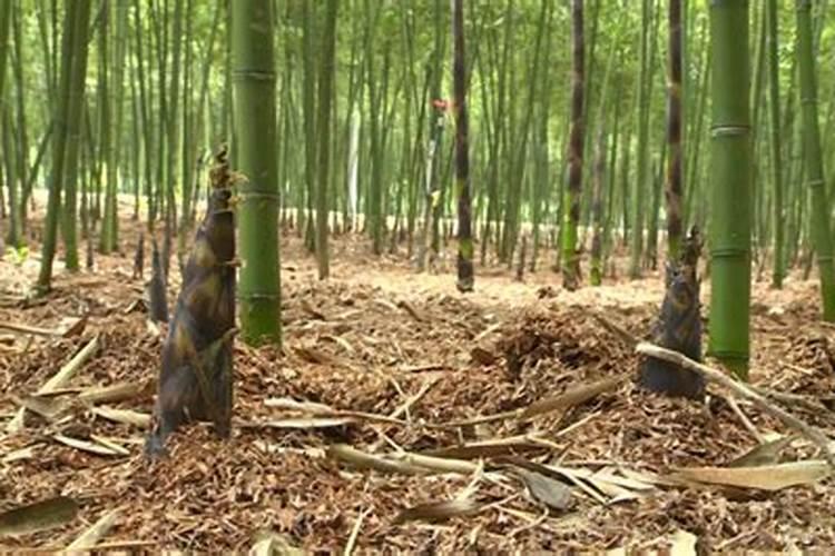 揭秘竹笋栽培的奥秘：技术与细节并重