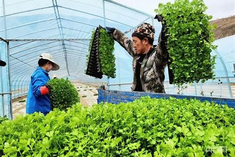 大棚芹菜精细化水肥管理：迈向高产优质的关键步骤